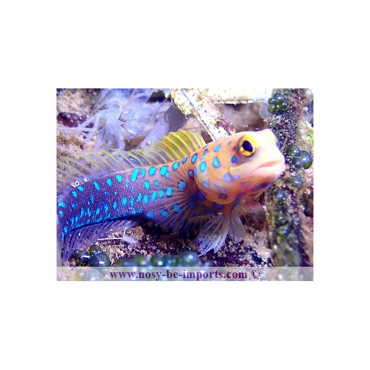 Opistognathus rosenblatti