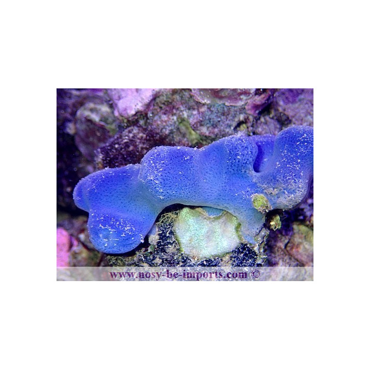 Haliclona sp. bleue