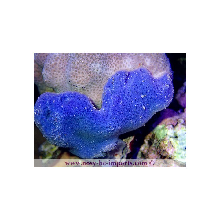 Haliclona sp. bleue