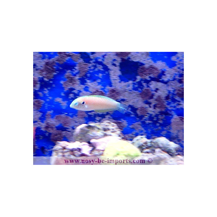 Macropharyngodon kuiteri