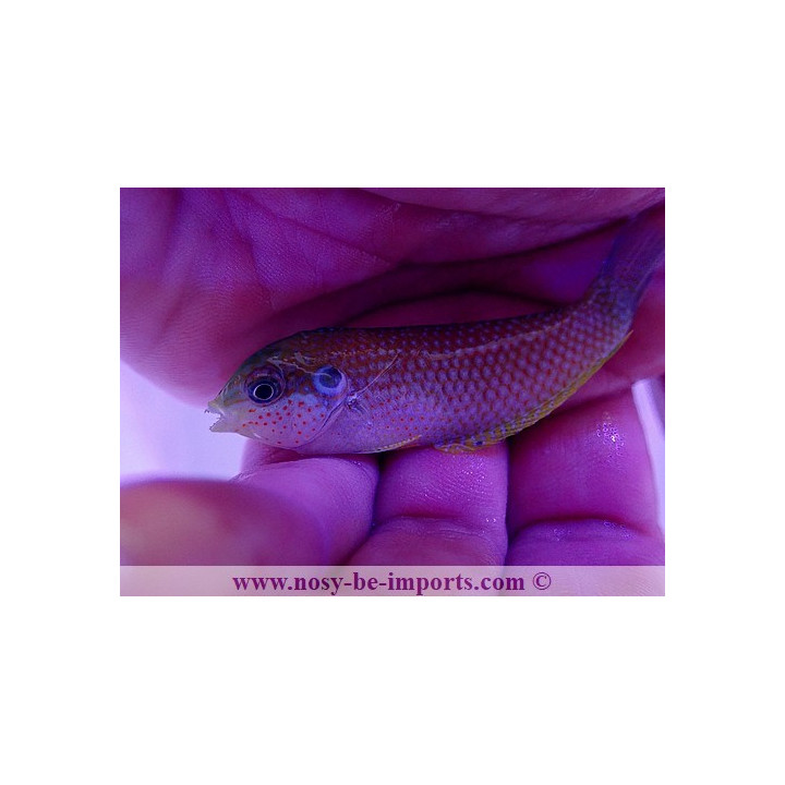 Macropharyngodon kuiteri