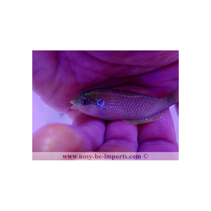 Macropharyngodon kuiteri