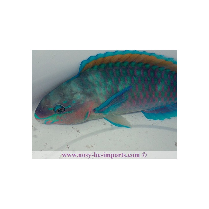 Scarus quoyi