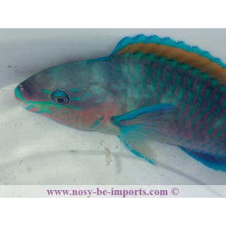 Scarus quoyi