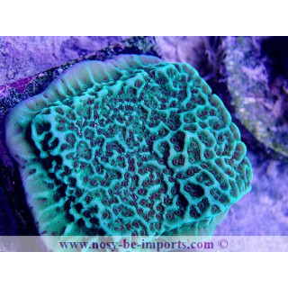 Montipora undata vert