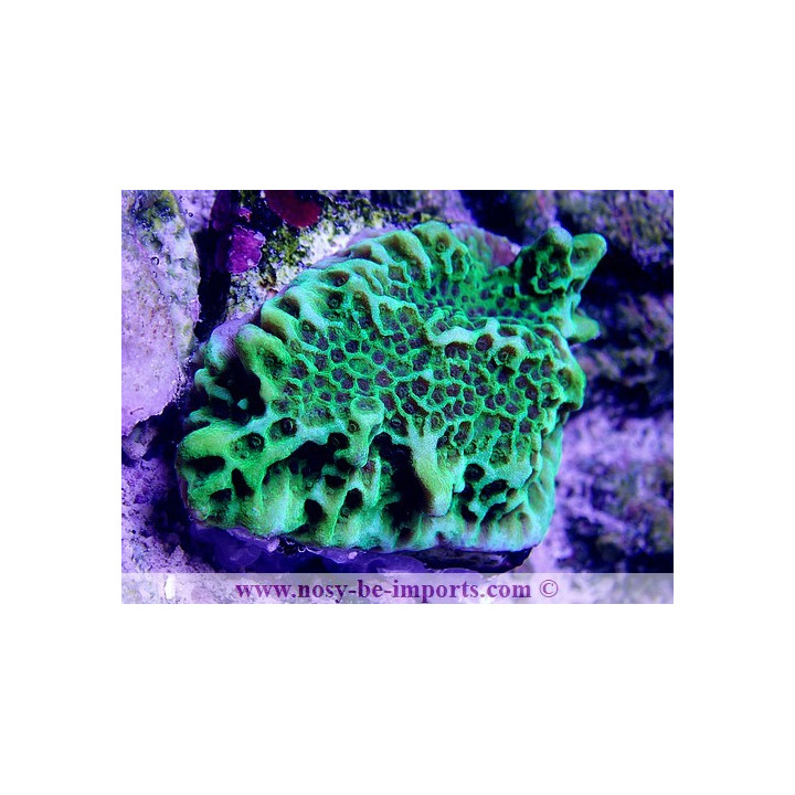 Montipora undata vert