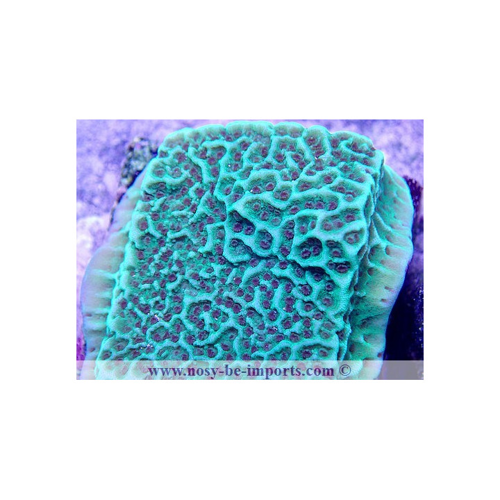 Montipora undata vert