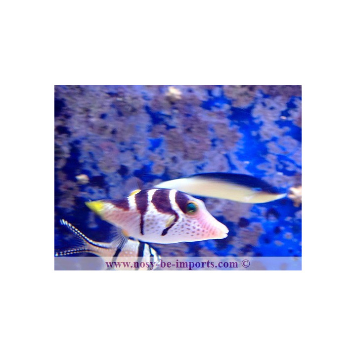 Anampses neoguinacus