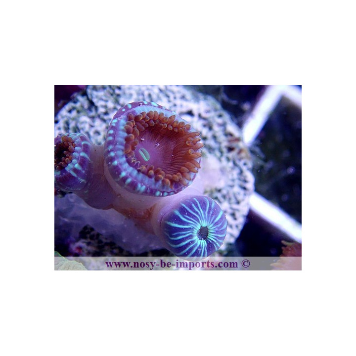 Zoanthus sp. gros polypes Japon