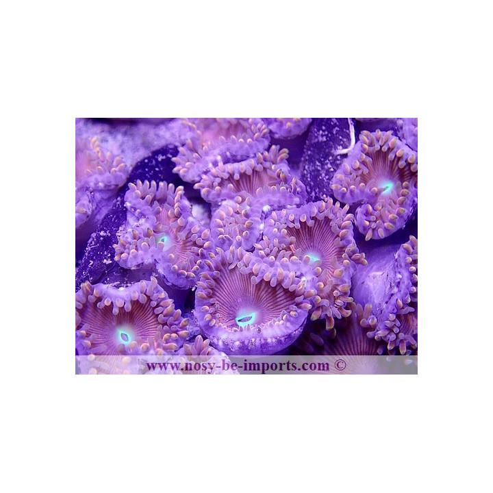 Zoanthus sp. gros polypes Japon