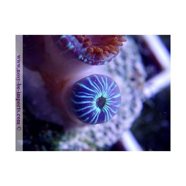 Zoanthus sp. gros polypes Japon