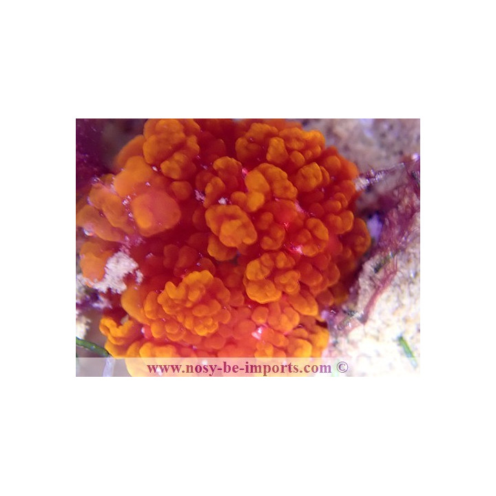 Rhodactis sp. Bounce flamme