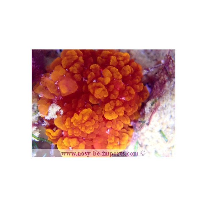 Rhodactis sp. Bounce flamme
