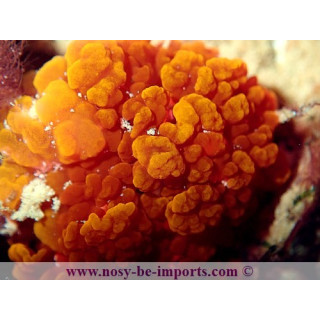 Rhodactis sp. flamme WYSIWYG