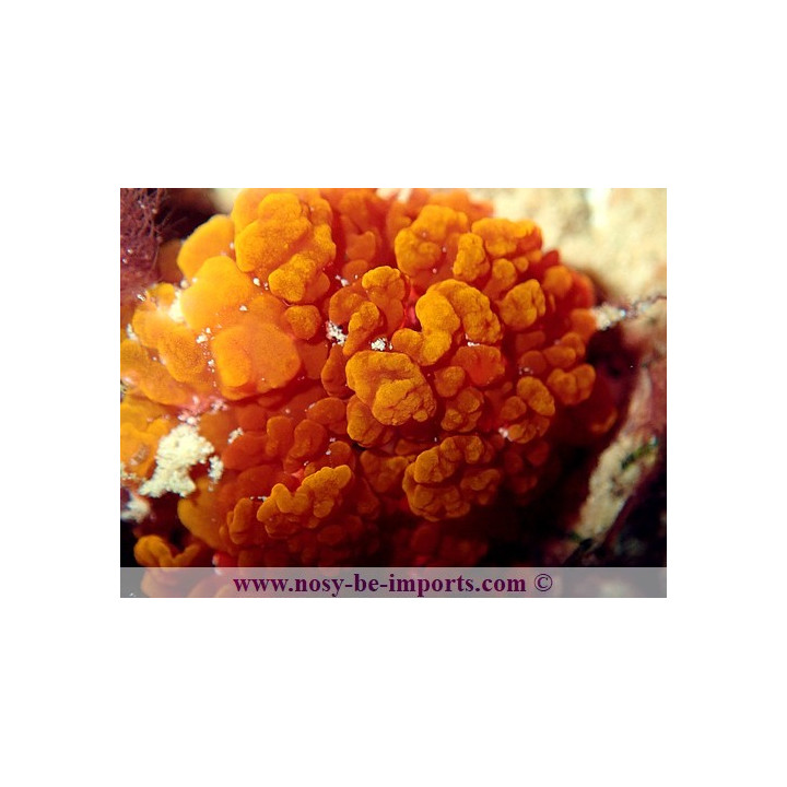 Rhodactis sp. flamme WYSIWYG