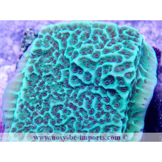 Montipora undata vert WYSIWYG