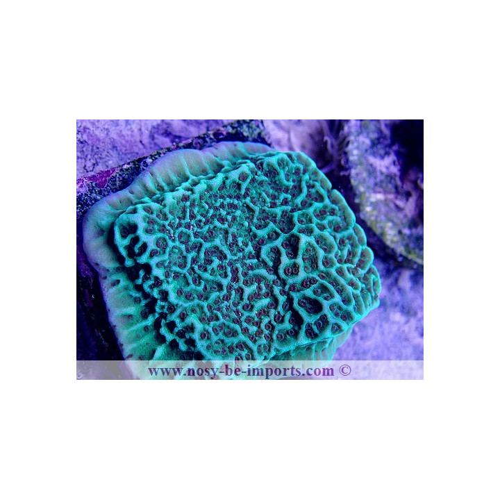 Montipora undata vert WYSIWYG