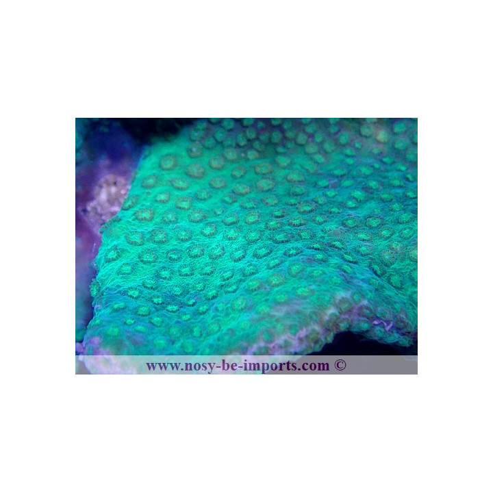 Turbinaria bifrons XL WYSIWYG