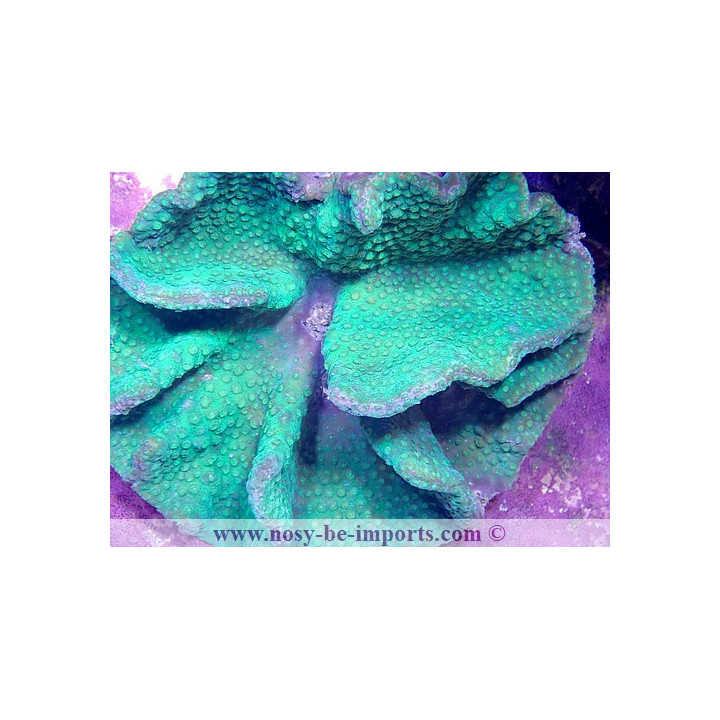 Turbinaria bifrons XL WYSIWYG
