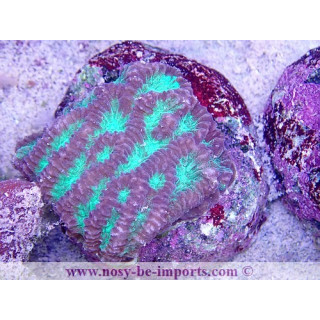 Merulina sp. WYSIWYG