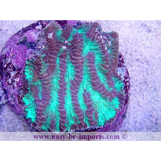 Merulina sp. WYSIWYG 2