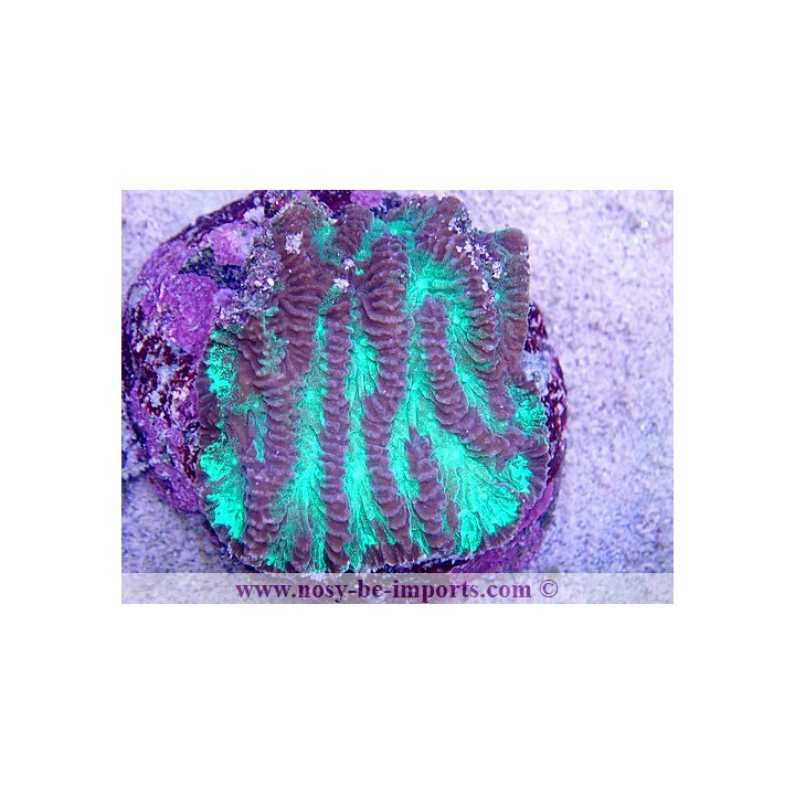 Merulina sp. WYSIWYG 2