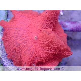Actinodiscus sp. Ultra rouge WYSIWYG