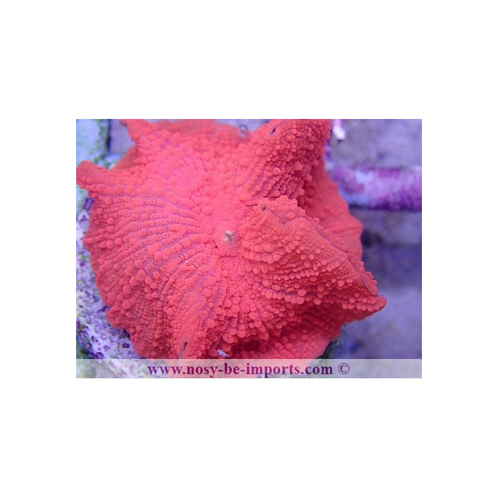 Actinodiscus sp. Ultra rouge WYSIWYG