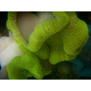 Stichodactyla gigantea verte - anémone - aquarium sur mesure