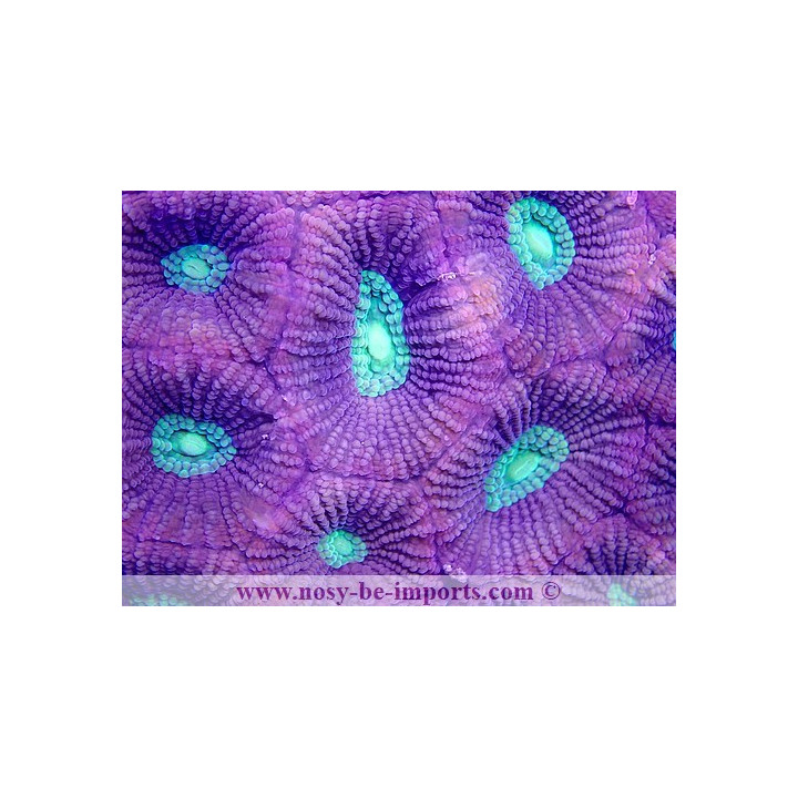 Favites pentagona L/XL WYSIWYG