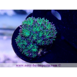 Galaxea fascicularis WYSIWYG 4