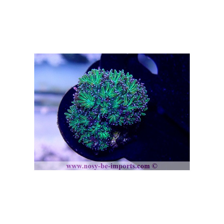 Galaxea fascicularis WYSIWYG 4