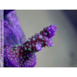 Acropora nana tricolor WYSIWYG