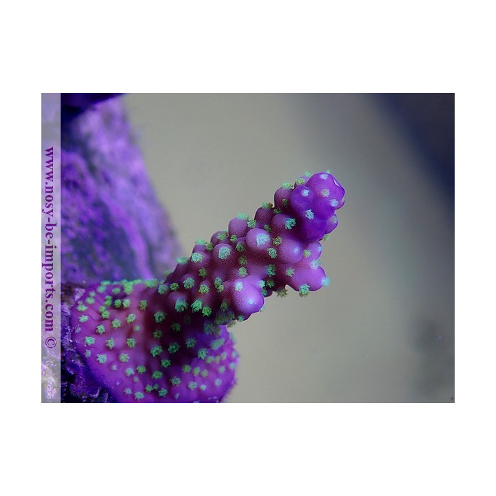 Acropora nana tricolor WYSIWYG