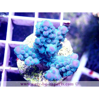 Acropora sp. WYSIWYG 45