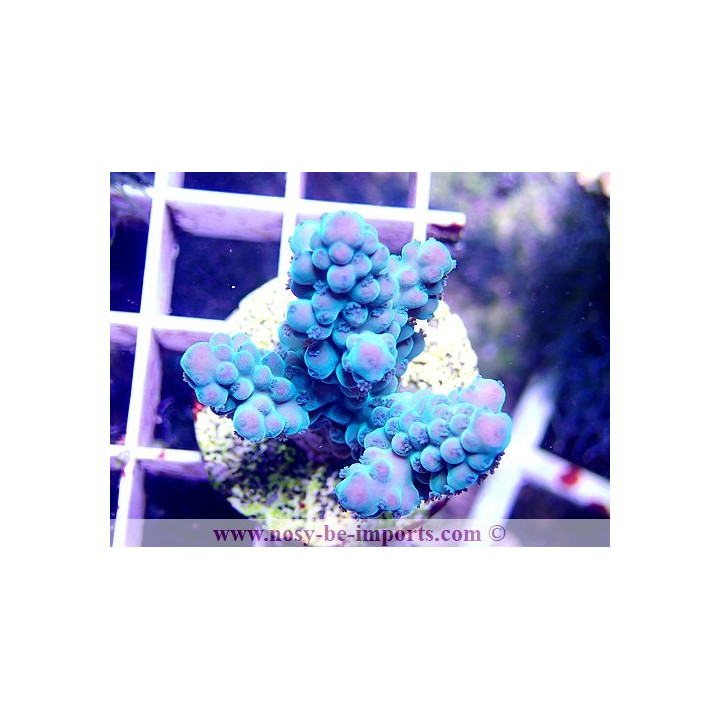 Acropora sp. WYSIWYG 45