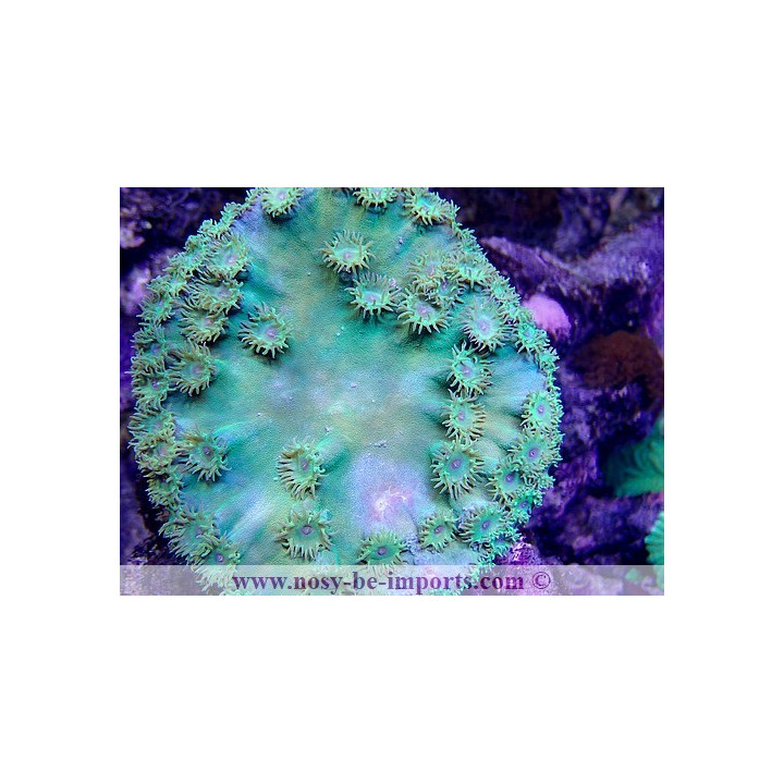 Turbinaria peltata vert Australie WYSIWYG
