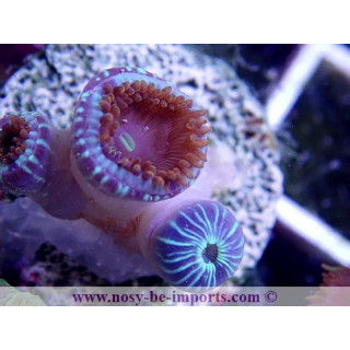 Zoanthus sp. Gros polypes Japon WYSIWYG