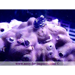 Christmas rocks - Porites+ spiro WYSIWYG