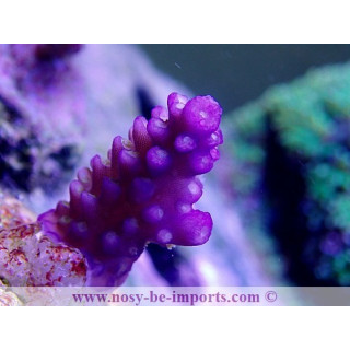 Acropora cerealis Australie WYSIWYG 12