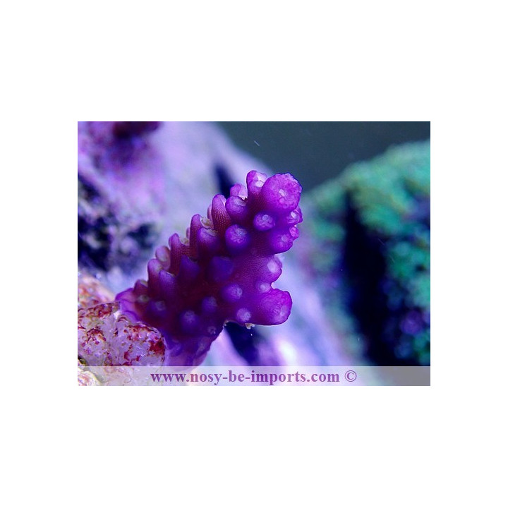 Acropora cerealis Australie WYSIWYG 12
