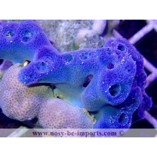 Haliclona sp. bleue WYSIWYG