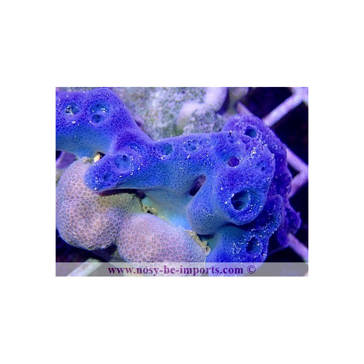 Haliclona sp. bleue WYSIWYG