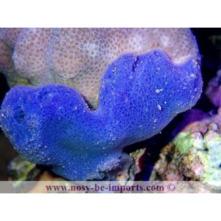 Haliclona sp. bleue WYSIWYG