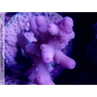 Acropora granulosa bleu/violet WYSIWYG