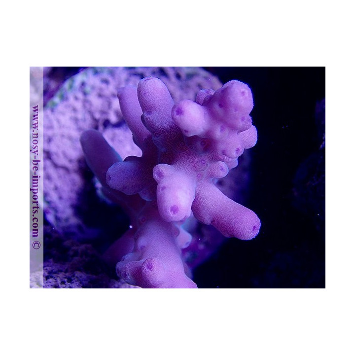 Acropora granulosa bleu/violet WYSIWYG
