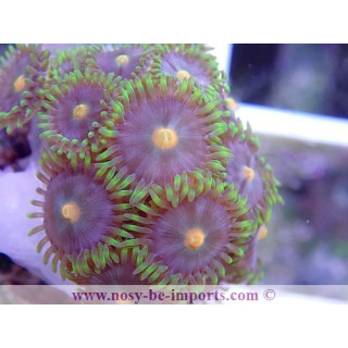 Zoanthus sp. coloré WYSIWYG 3