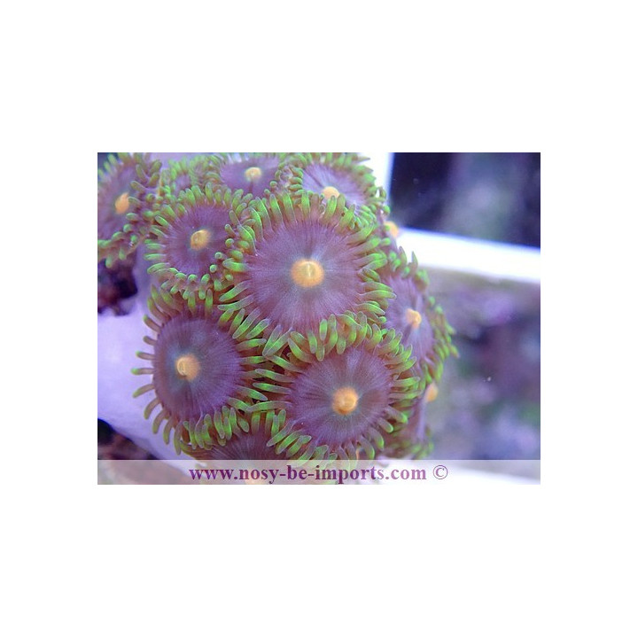 Zoanthus sp. coloré WYSIWYG 3