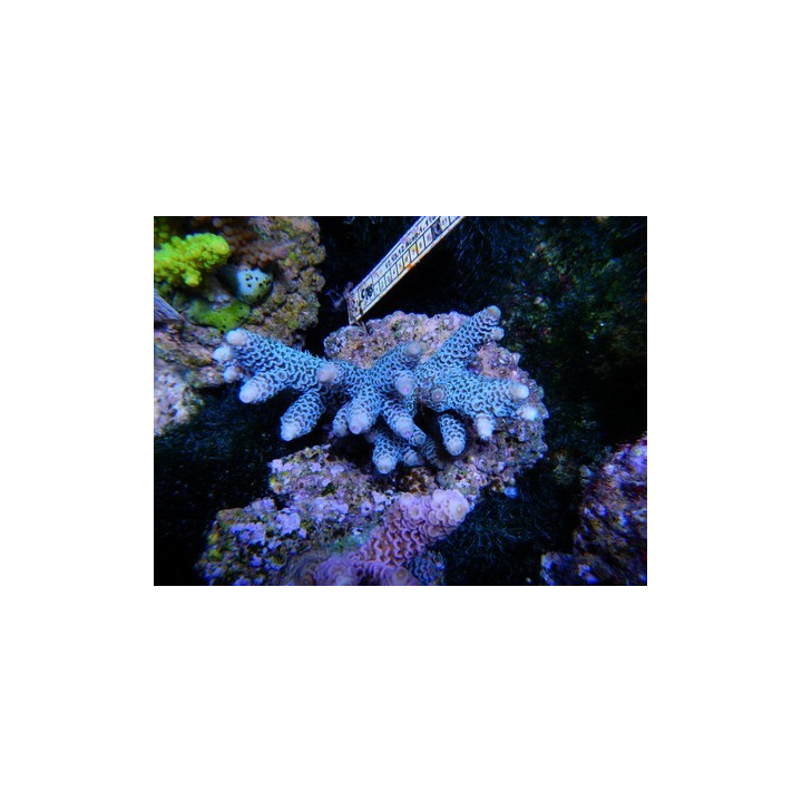 Acropora millepora