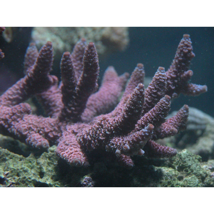 Acropora millepora